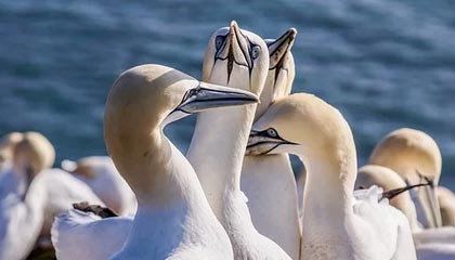 AIYOUXI.COM-快船险胜森林狼，乔治封盖爱德华兹奠定胜局，快船队乔治