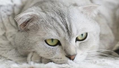 爱游戏综合娱乐-迪巴拉助攻领跑意甲，状态火热，迪巴拉转会