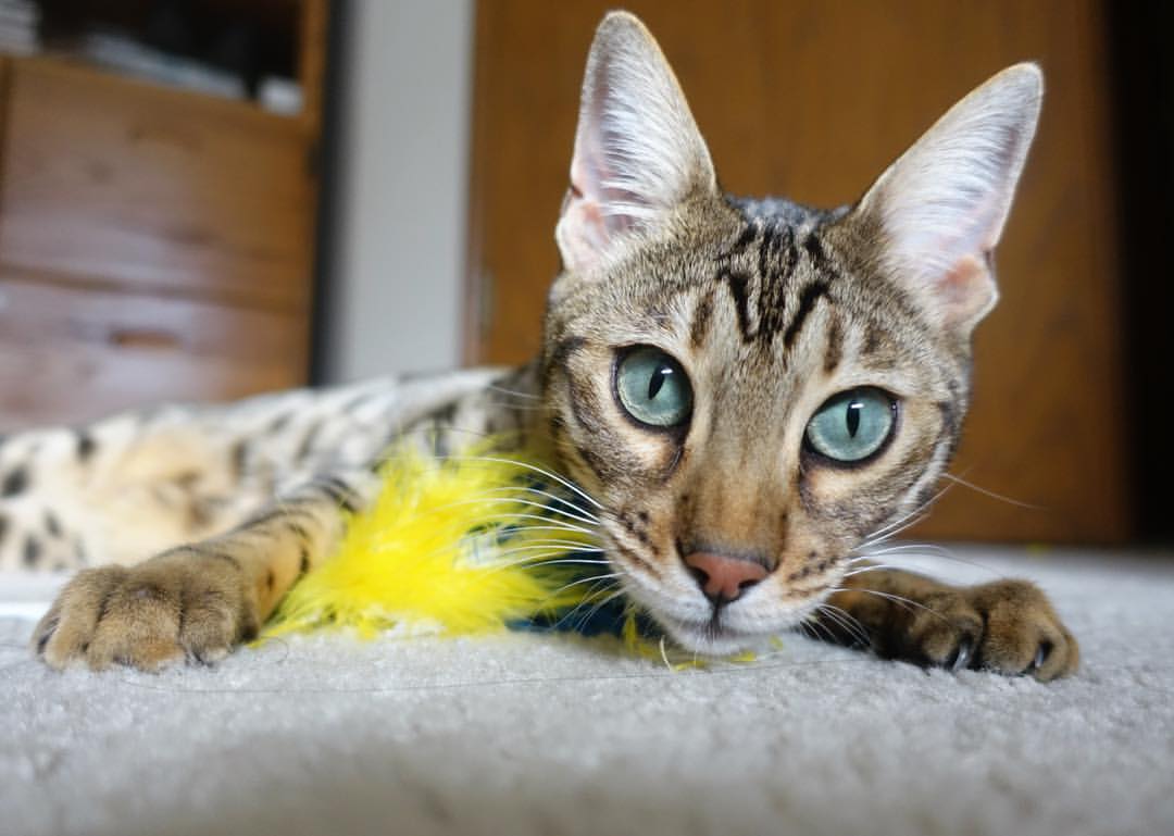 “青春奔跑”青少年运动夏令营在云南拉开帷幕，融合凉山和边疆区域体育振兴