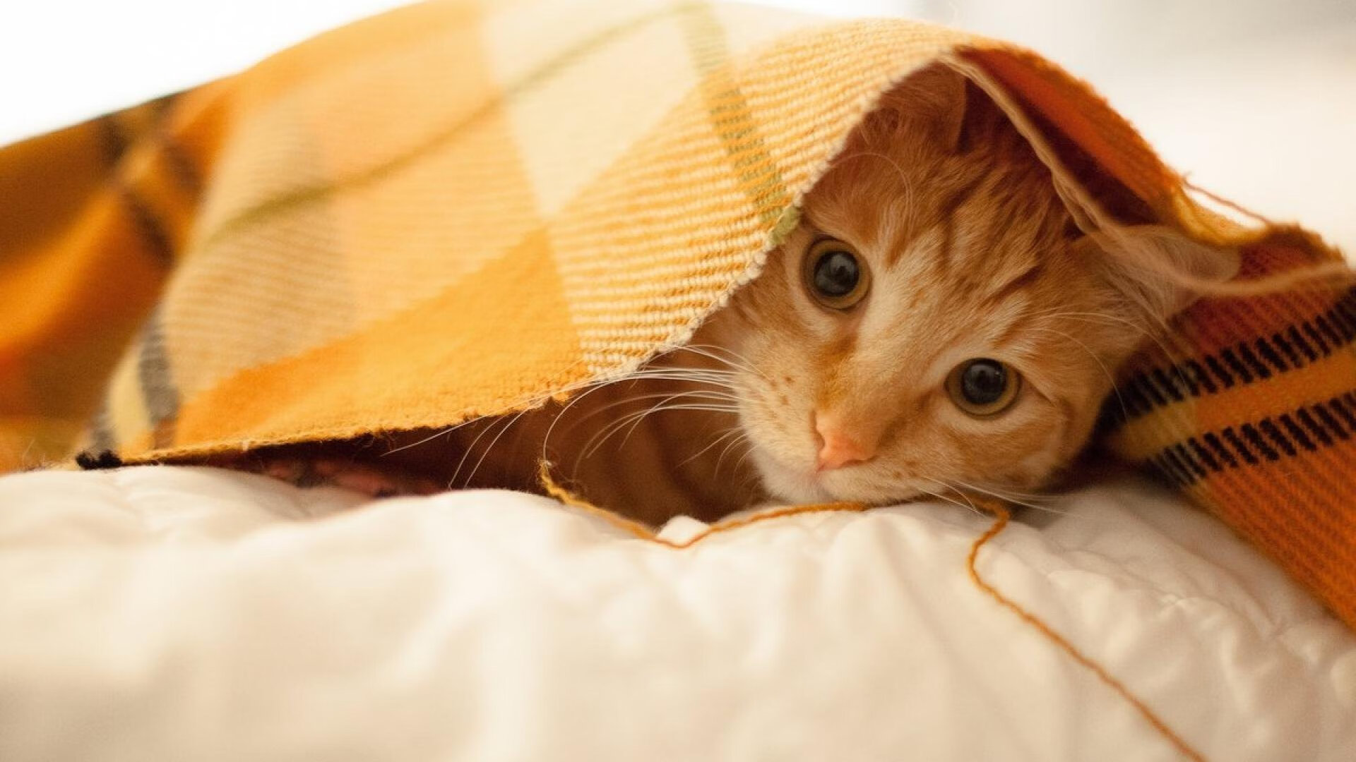 比赛中的“奇迹”神球盘点，足球奇迹