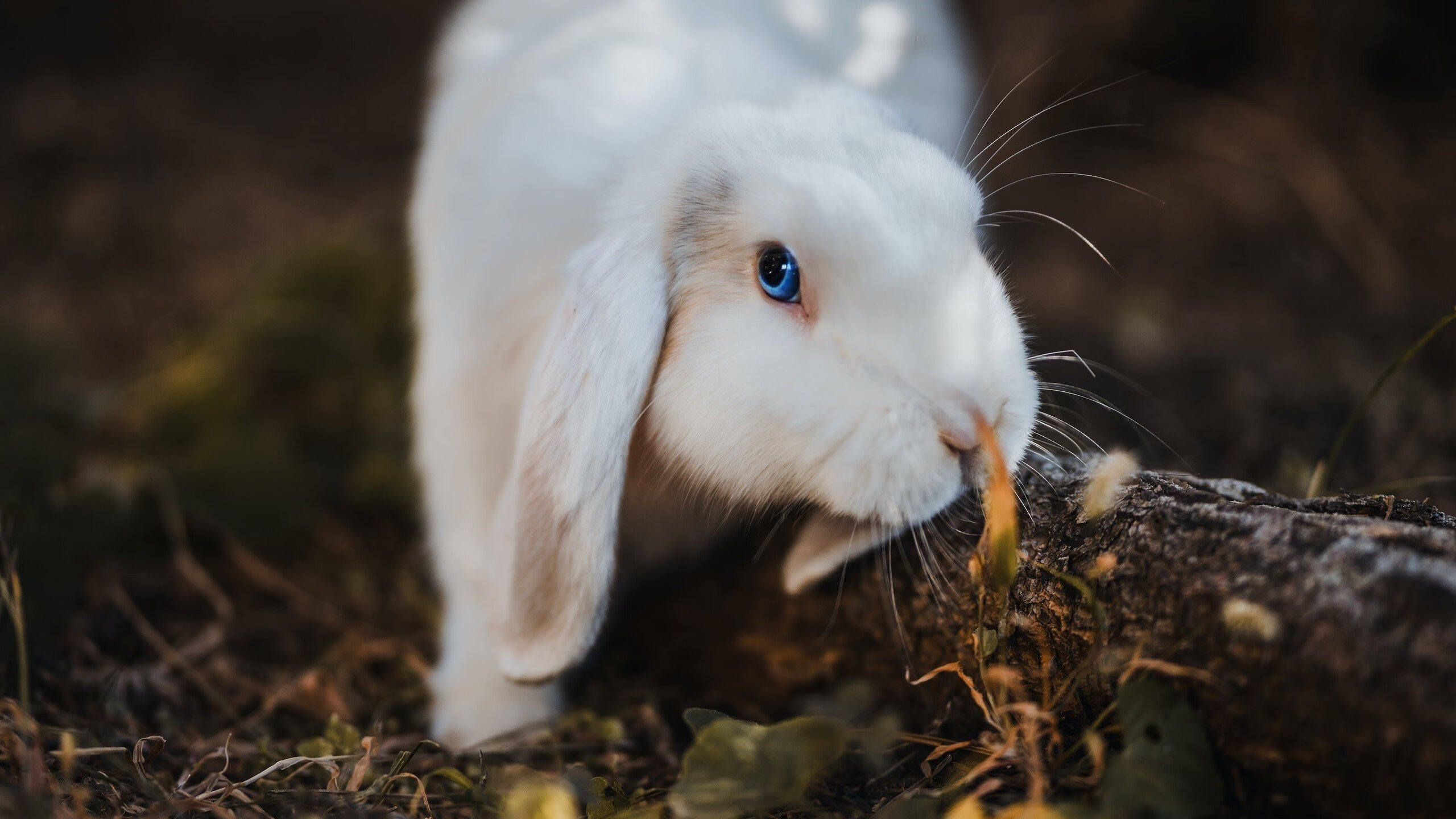 西甲新赛季赛事全纪录,精彩不断,西甲新赛季球队