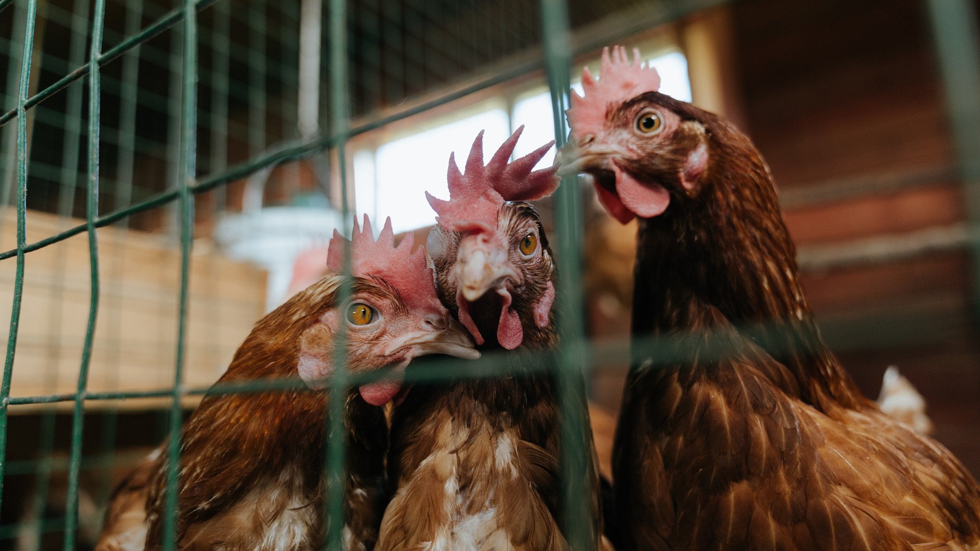 爱游戏app下载-兰斯客场失利，三连败将风险加大，兰斯 f1