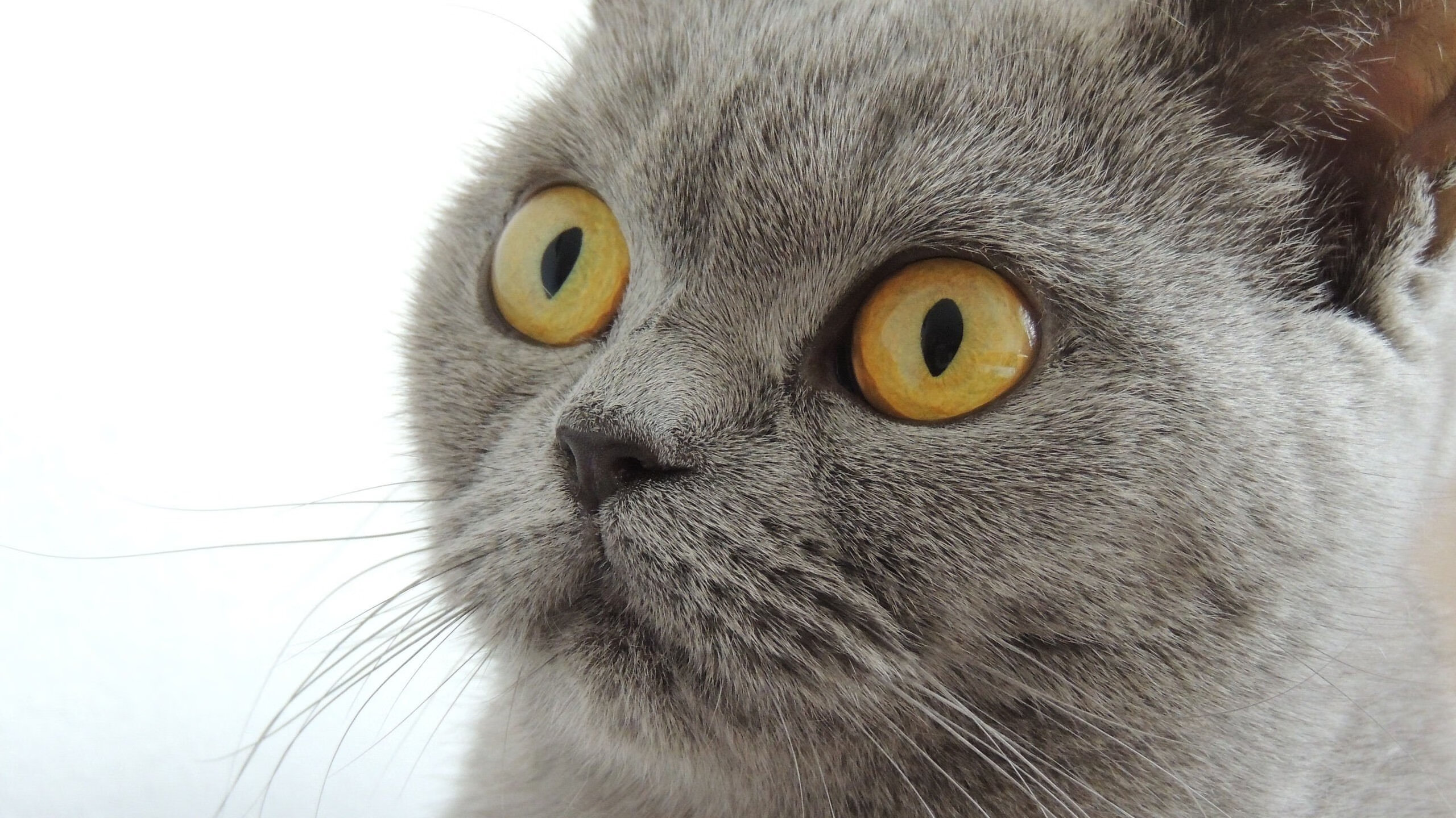 塞尔维亚队在比赛中表现出惊人的团队合作，塞尔维亚足球队大名单