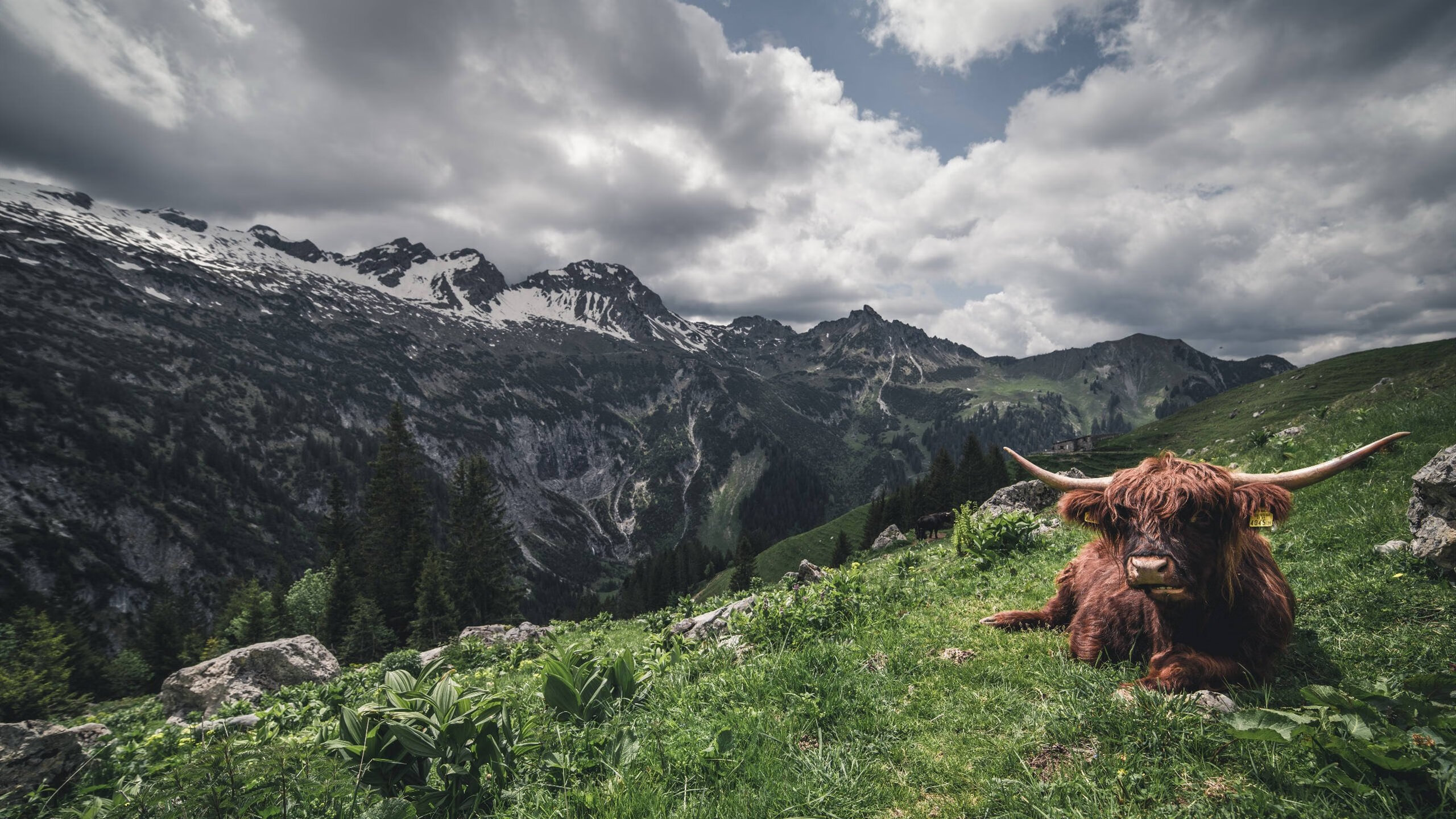 强者胜出：比赛中诞生出不少顶尖的豪强，强者必胜