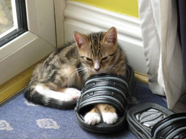 波尔多多名球员受伤,主力轮换成挑战,波尔多队名单