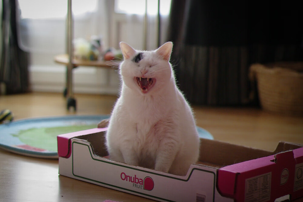 阿贾克斯势不可挡,面对桑普多利亚,阿贾克斯ds