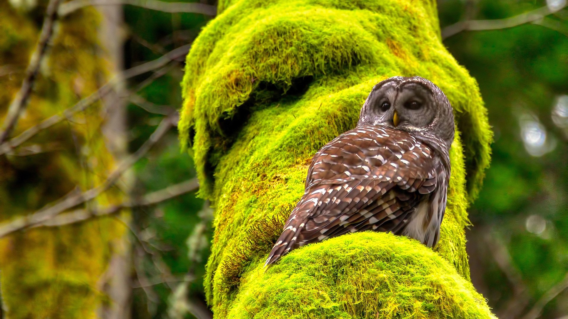 爱游戏综合娱乐-阿根廷球员海外联赛表现亮眼，阿根廷球队怎样