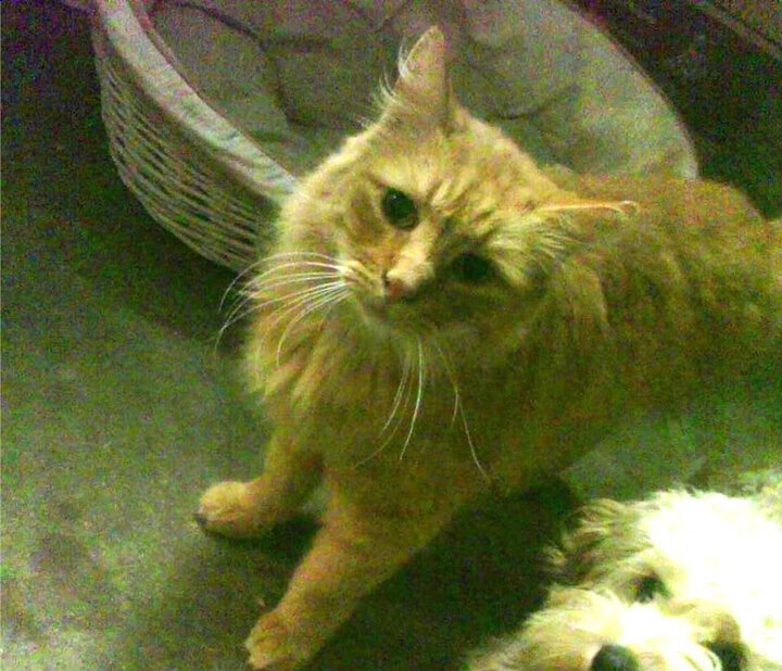 爱游戏官网-青少年足球比赛频繁，锻炼实战能力，青少年足球运动