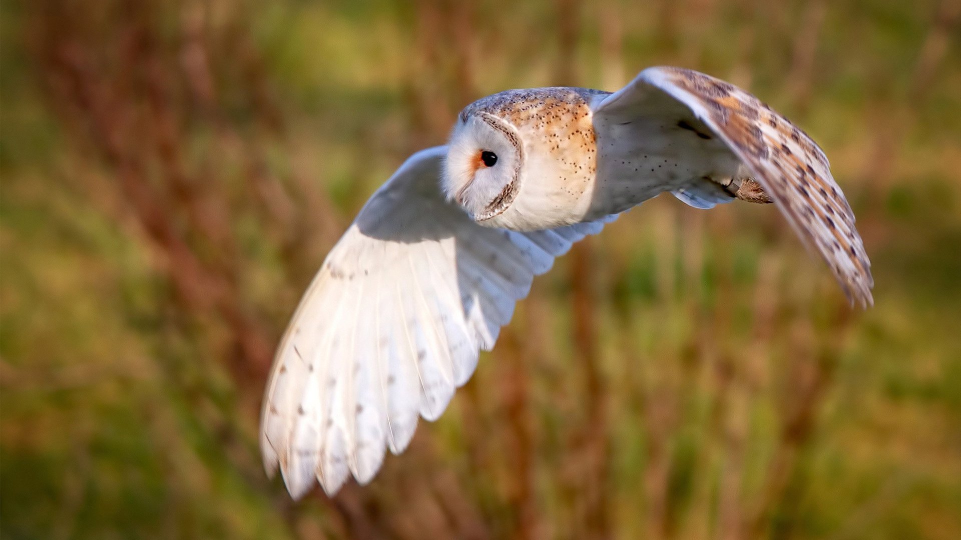 德甲球队体能监测辅助个性化恢复方案的设计,足球 体能测试