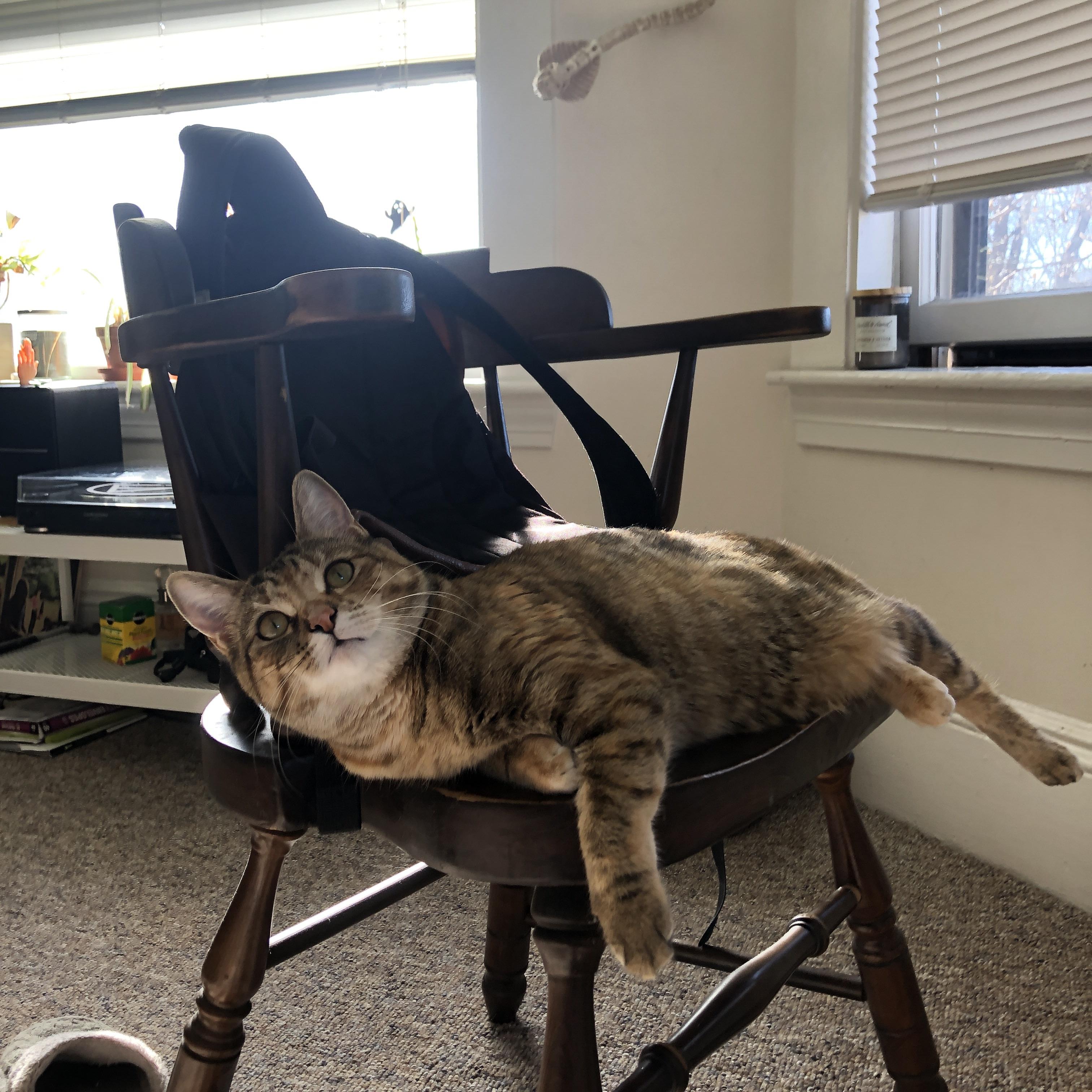 五大联赛上座率变化是否对主队战术部署产生影响，上座率最高的球队