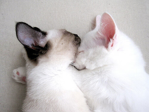 新疆男篮加强内线防守策略提升竞争力,新疆男篮合同