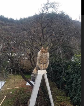 爱游戏娱乐网址-皇家社会阵地推进精准打穿对手防区，皇家社会队