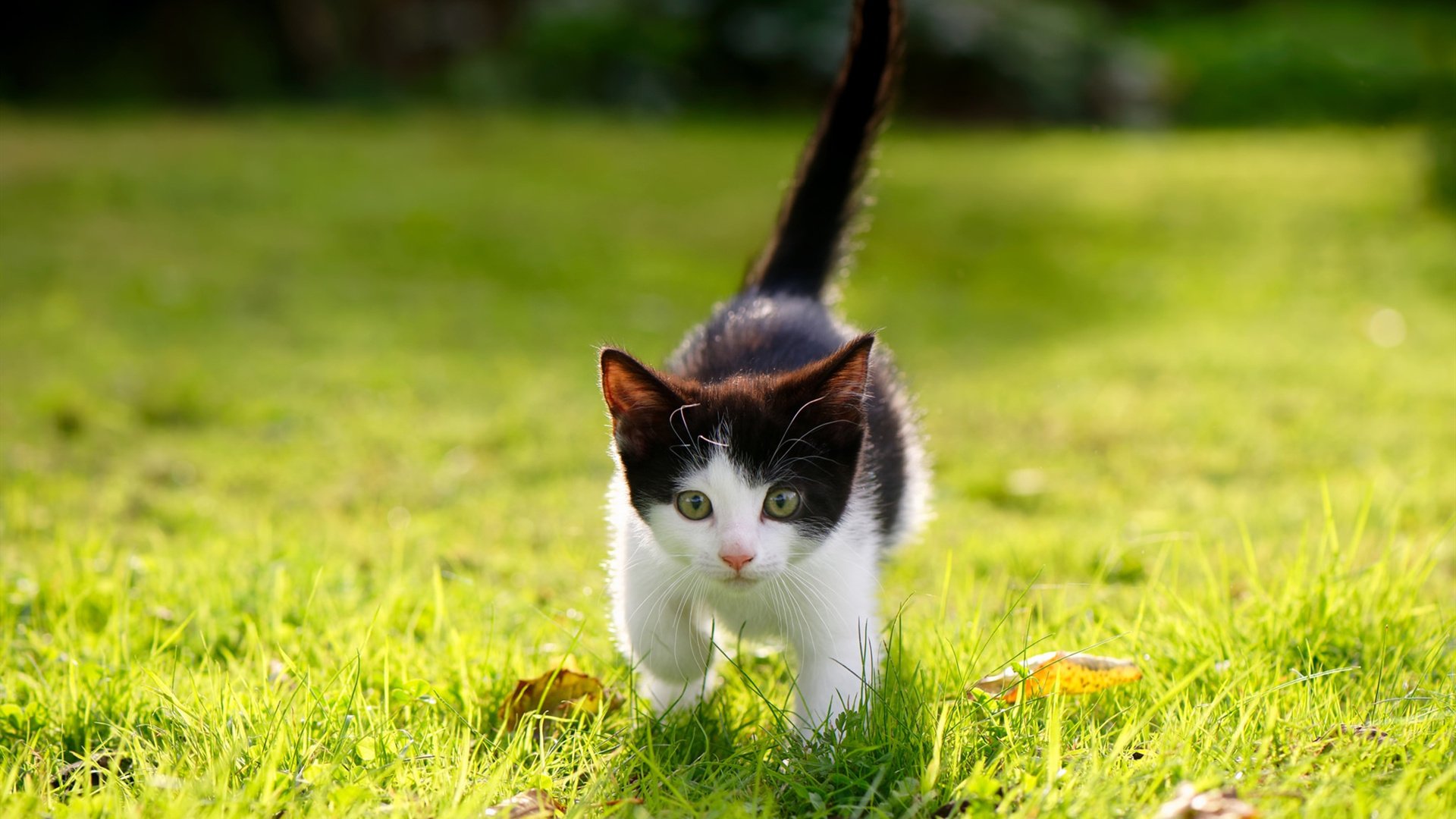 爱游戏体育APP下载-高密度赛程下的轮换策略成为胜负分水岭