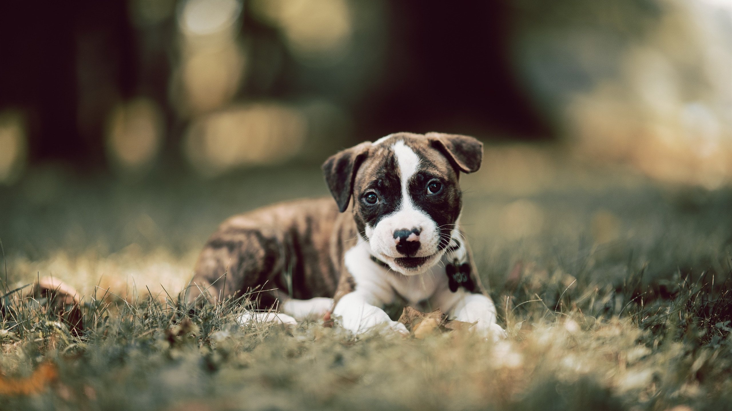 “南非羚羊队的非洲之星:萨尔·巴赫的荣耀时刻”