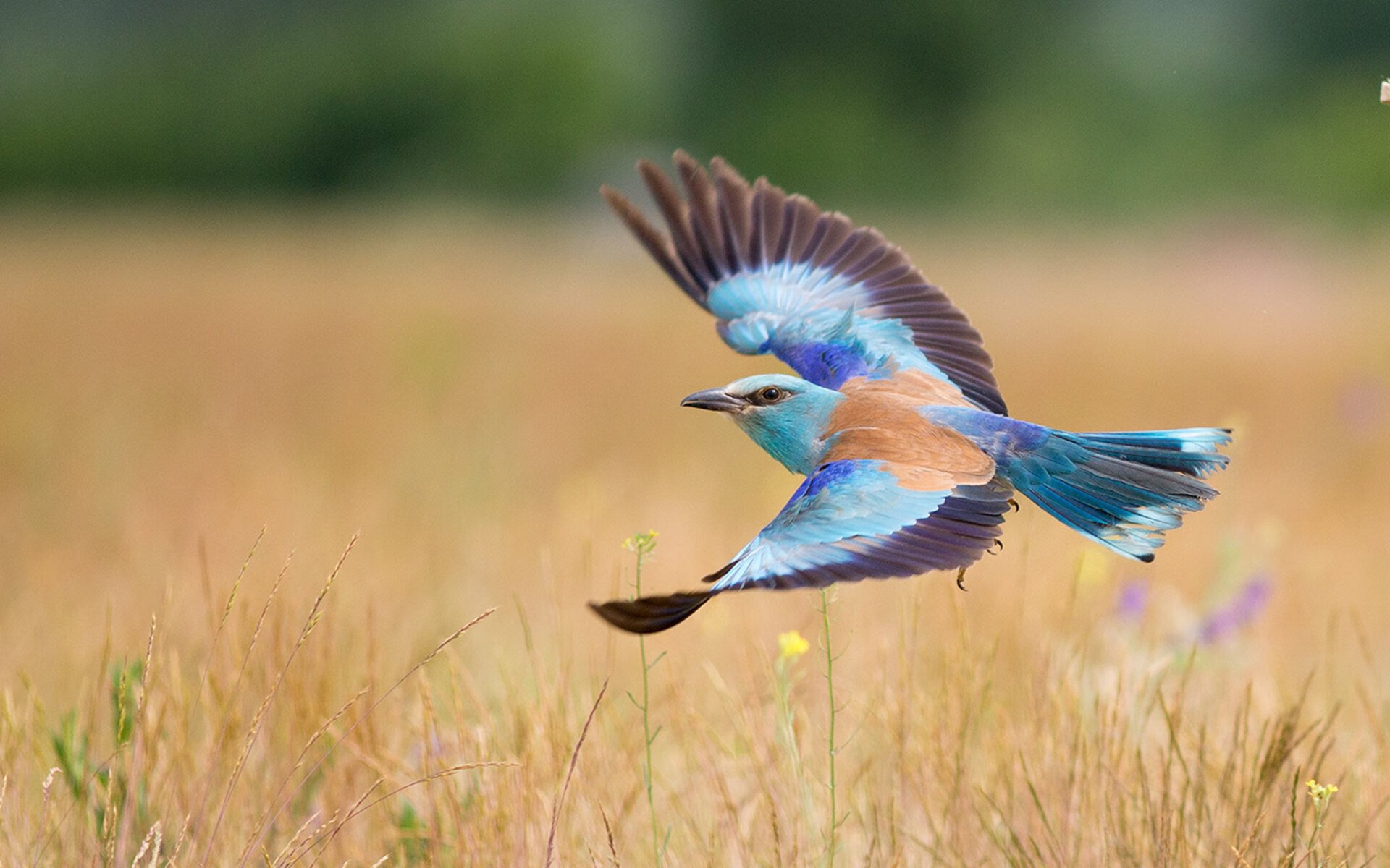 全国篮球特长生升学政策优化为体育人才提供发展空间，篮球特长生高考考什么怎么报名