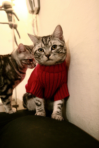 法甲新秀崭露：未来巨星崭颖而出！，法甲十大新星