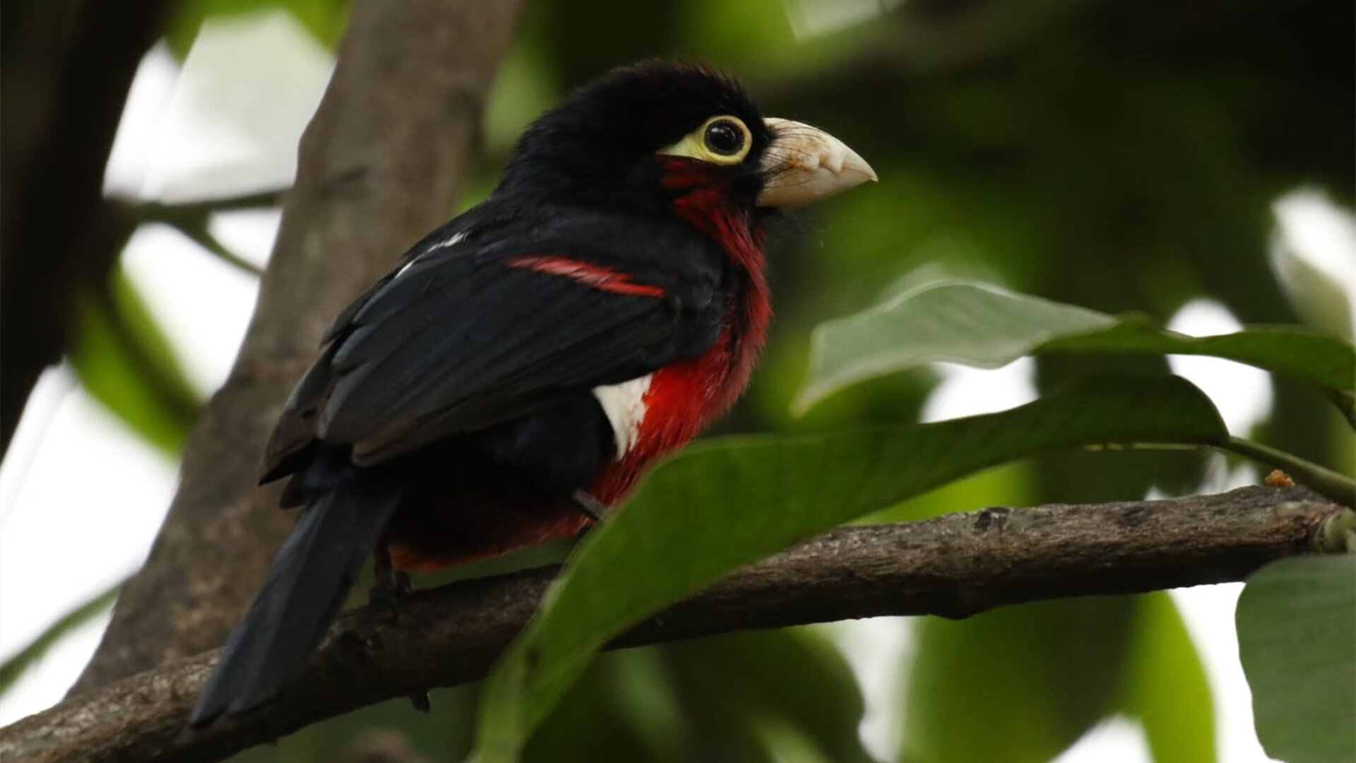 爱游戏娱乐平台-福特：从新西兰橄榄球新星到全黑队的重要成员，新西兰橄榄球队服