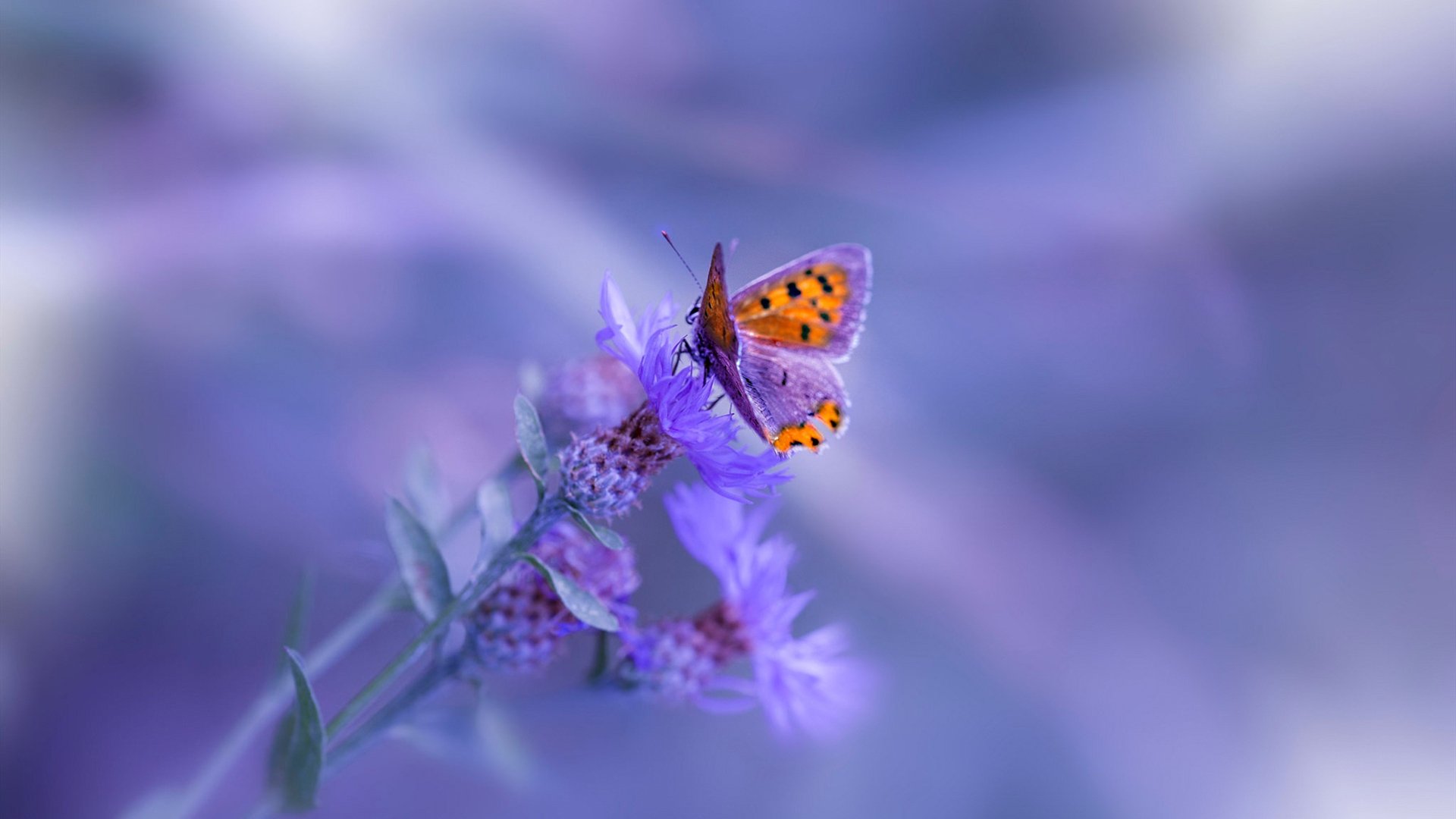 爱游戏体育APP下载-英超终场哨响：逆天神级射门谱写奇迹，英超裁判口哨